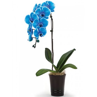Орхидея Фаленопсис голубая