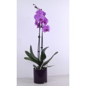 Малиновая орхидея Фаленопсис 2 ствола в кашпо